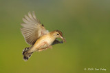 Cisticola, Zitting @ Tuas