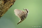 Woodpecker, Sunda Pygmy @ SBG
