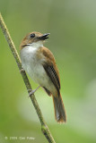 Flycatcher, Grey-chested Jungle