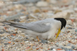 Tern, Little @ Tuas