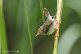 Tailorbird, Ashy