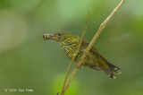 Sunbird, Purple-naped (male)