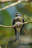 Treeswift, Whiskered (female on nest)