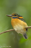 Kingfisher, Rufous-collared (juv female)