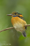 Kingfisher, Rufous-collared (juv female)