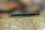 Tractor Millipede