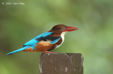 Kingfisher, White-throated