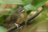 Babbler, Short-tailed (chick)