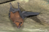 Bat, Lesser Sheath-tailed