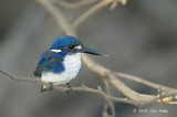 Kingfisher, Little (molting) @ Yellow Water
