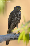 Goshawk, Brown (juvenile) @ Copperfield Dam