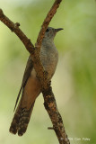 Cuckoo, Brush @ Fogg Dam