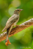 Cuckoo, Brush (juvenile) @ Fogg Dam