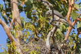 Goshawk, Brown @ Edith Falls Road