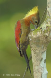 Woodpecker, Checker-throated (female)