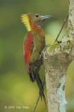 Woodpecker, Checker-throated (female)