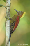 Woodpecker, Checker-throated (female)