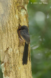 Shama, White-rumped (female feeding nest)