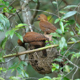 Woodpecker, Rufous (family feeding on ant nest)