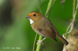 Flycatcher, Rufous-browed @ Telecom Loop