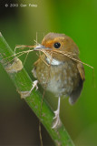 Flycatcher, Rufous-browed @ Telecom Loop