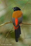 Trogon, Scarlet-rumped (male)