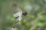 Cuckoo, Malaysian Hawk (juv)