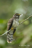 Cuckoo, Malaysian Hawk (juv)