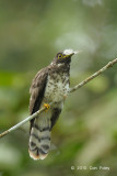 Cuckoo, Malaysian Hawk (juv)