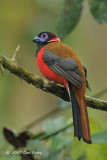 Trogon, Diards (male)