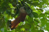 Malkoha, Raffless (female)