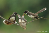 Fantail, Pied @ Japanese Gardens