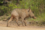 Pig, Eurasian Wild (sow)