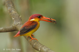 Kingfisher, Rufous-backed