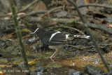 Forktail White-crowned