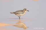 Plover, Lesser Sand @ Pontian