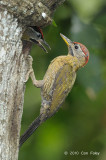 Woodpecker, Laced (male) @ Kent Ridge