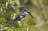 Kingfisher, Pied (male)