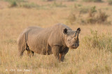 Rhinoceros, Black (male)