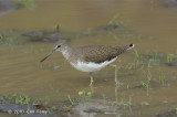 Sandpiper, Green @ Kenya