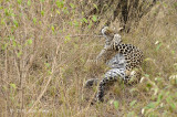 Leopard (young male)