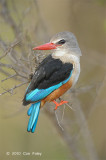 Kingfisher, Grey-headed