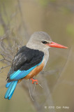 Kingfisher, Grey-headed