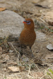 Grenadier, Purple (female)