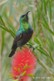 Sunbird, Marico (male)