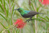 Sunbird, Marico (male)