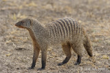 Mongoose, Banded