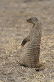 Mongoose, Banded