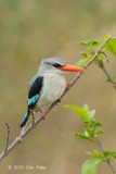 Kingfisher, Woodland