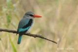 Kingfisher, Woodland